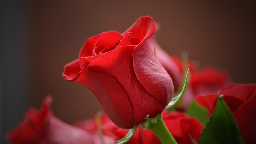 czerwona róża